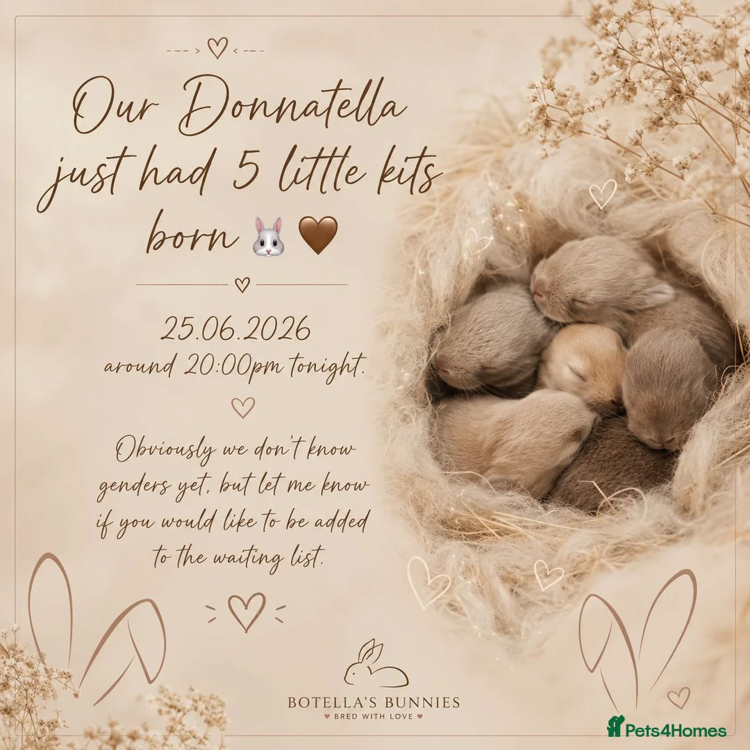 Lionhead rabbits for sale: 5 Little kits in Darwen - Advert 1