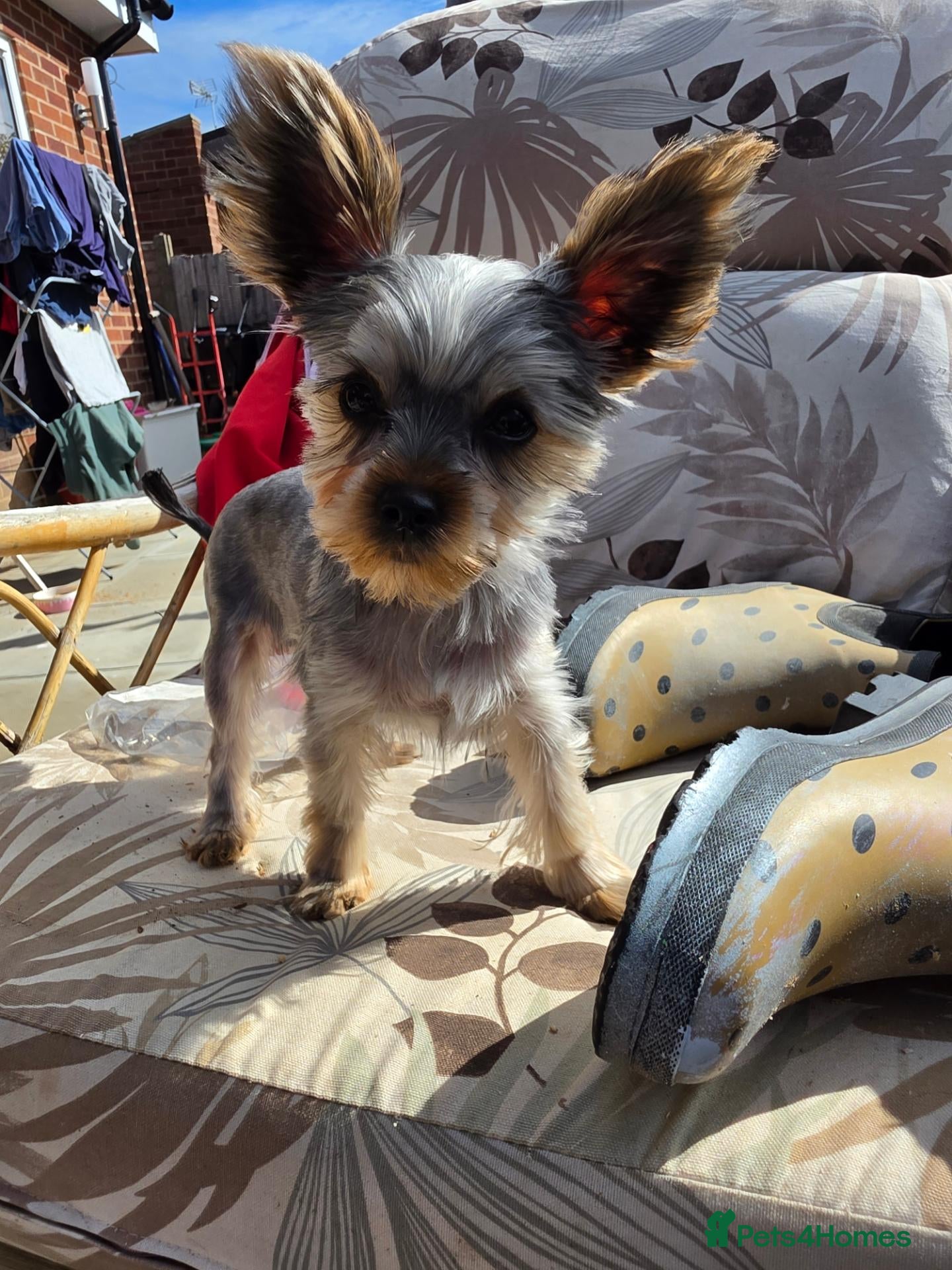 Yorkshire Terrier dogs KC Registered Yorkshire Terrier Puppies  - Advert 2