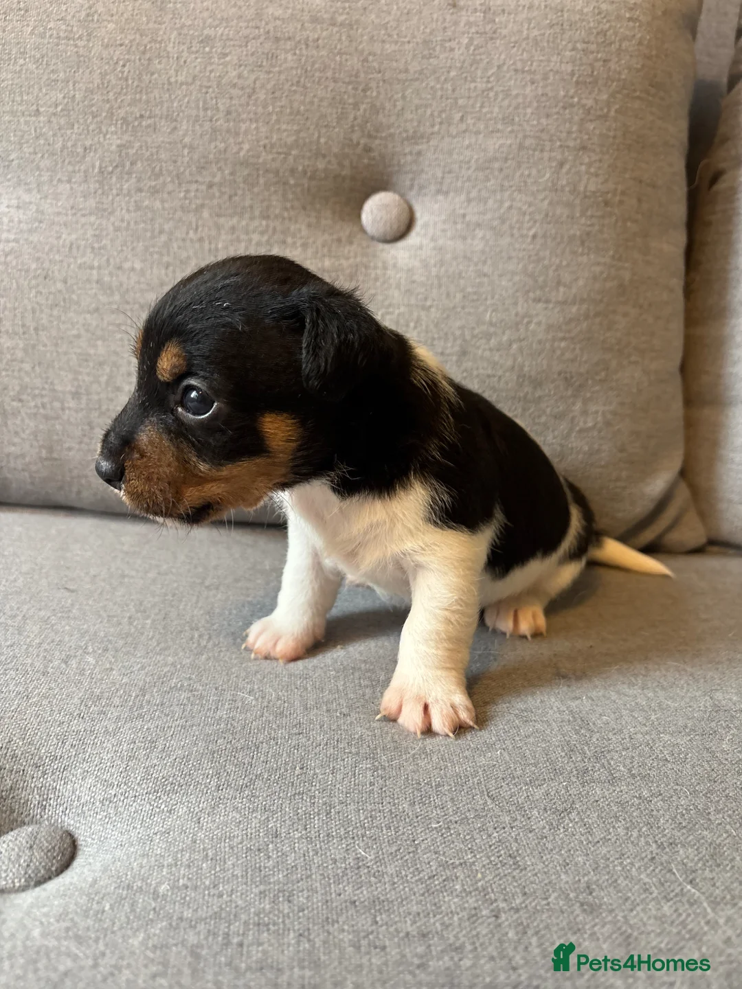 Jack Russell dogs for sale: Rough coat jack Russel pups in New Milton - Advert 6