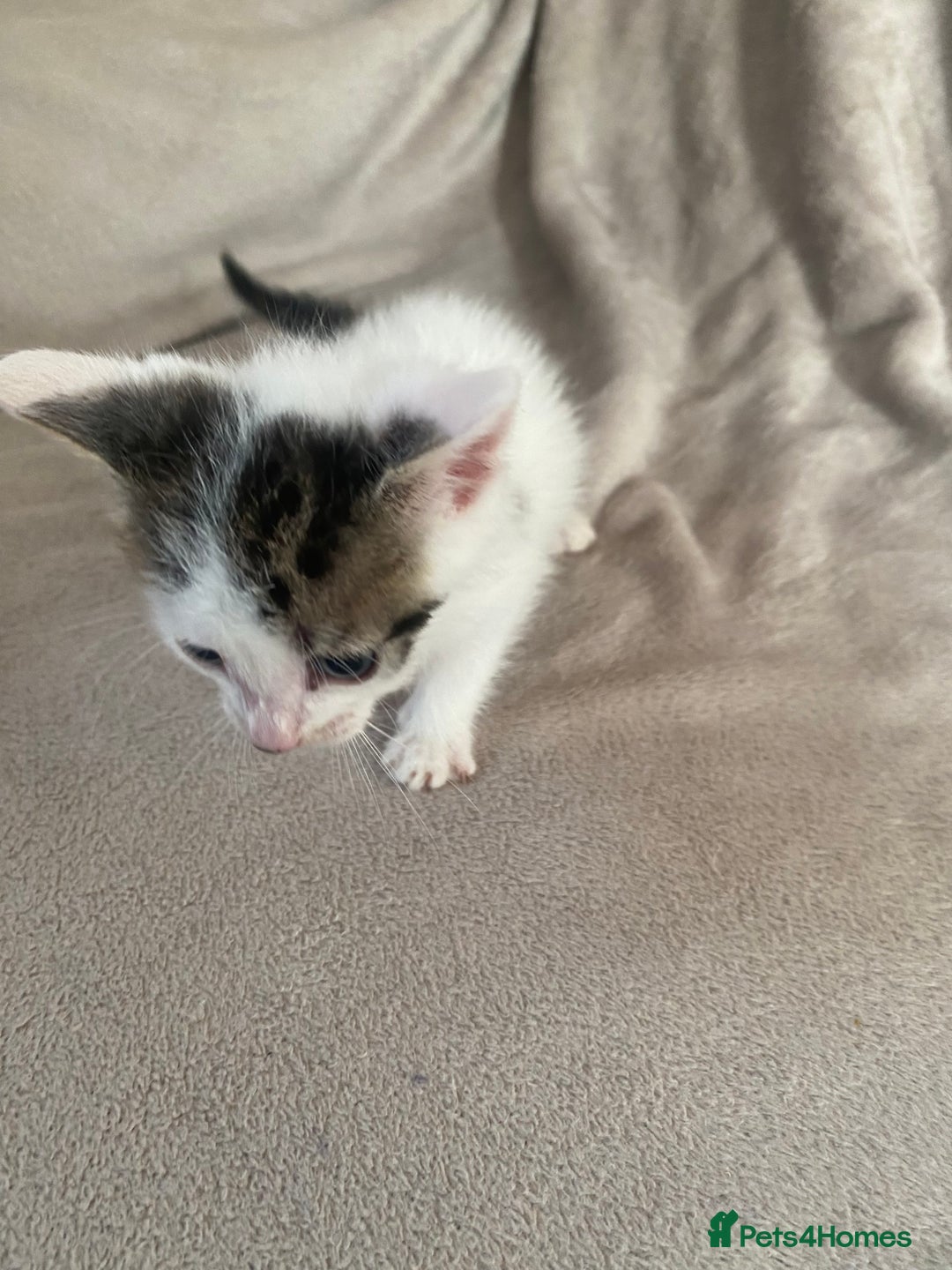 British Shorthair cats for sale: Lovely kittens            - Image 17