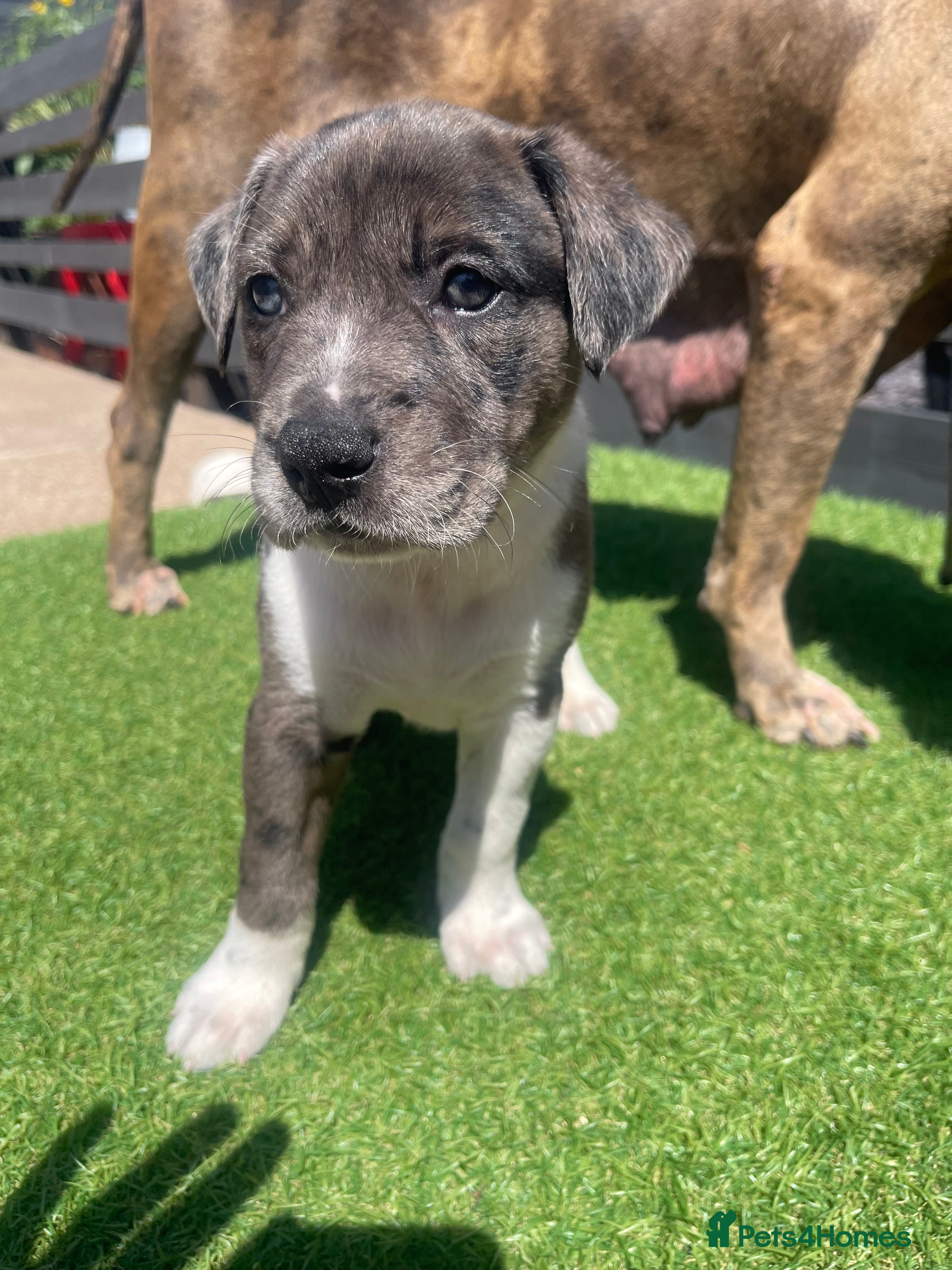 Mixed Breed dogs One of a kind PUPPIES mixed breed  - Advert 2