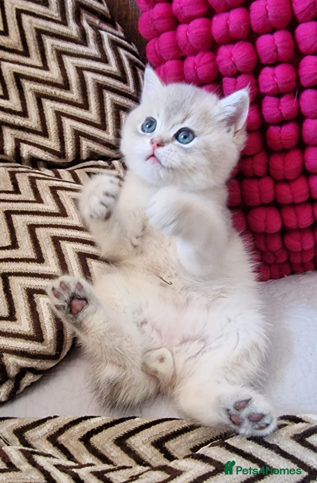 British Shorthair cats for sale: GOLDEN BRITISH SHORTHAIR KITTENS TICA  - Image 18