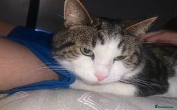 Domestic Shorthair cats for sale: male cat - Image 4