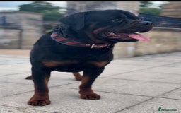 Rottweiler dogs for stud: Champion bloodline rottiweiler stud  - Image 2