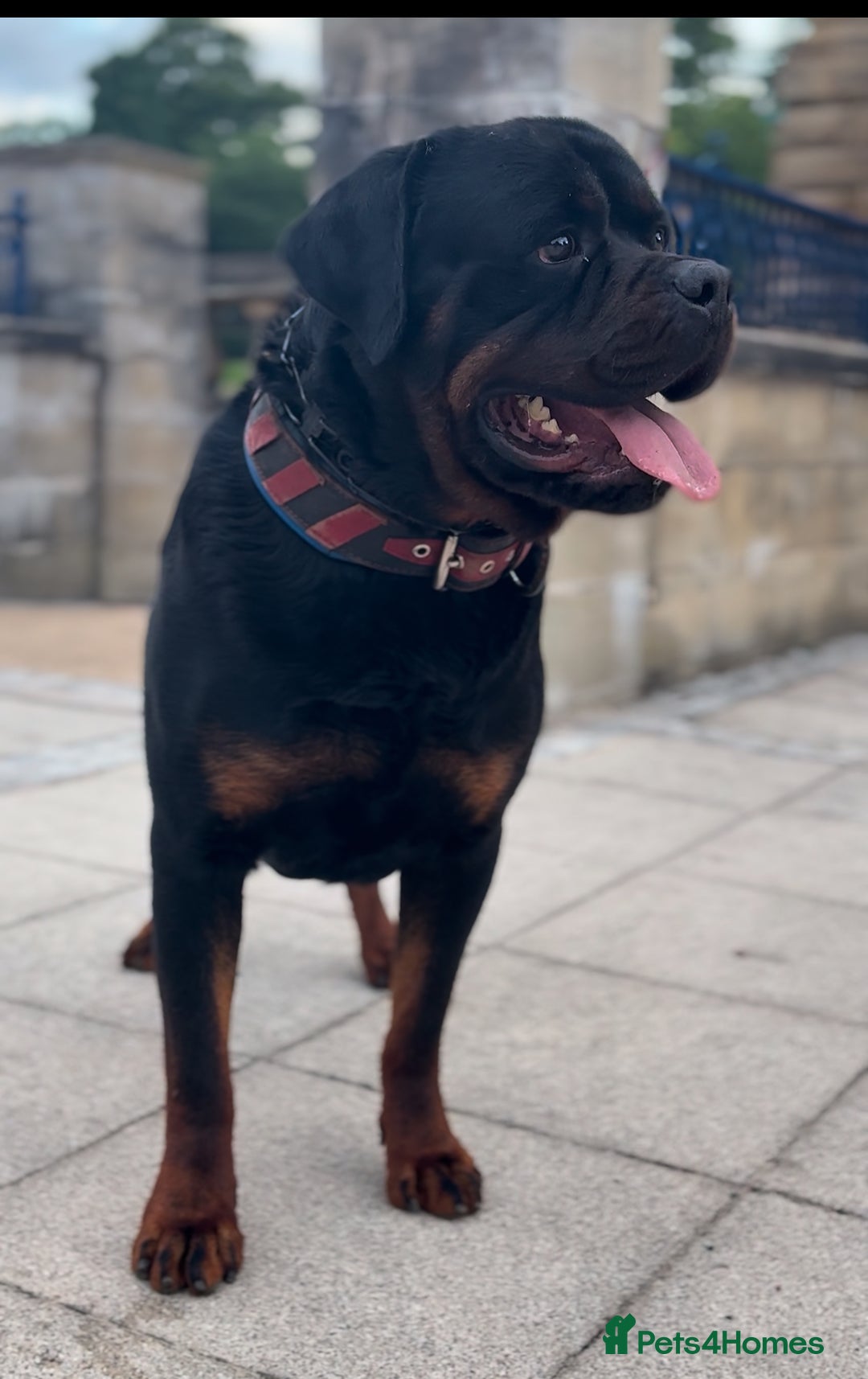Rottweiler dogs for stud: Champion bloodline rottiweiler stud  - Image 2