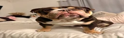 English Bulldog dogs for stud: Reggie 🐾 First-Time Stud Available - Advert 8