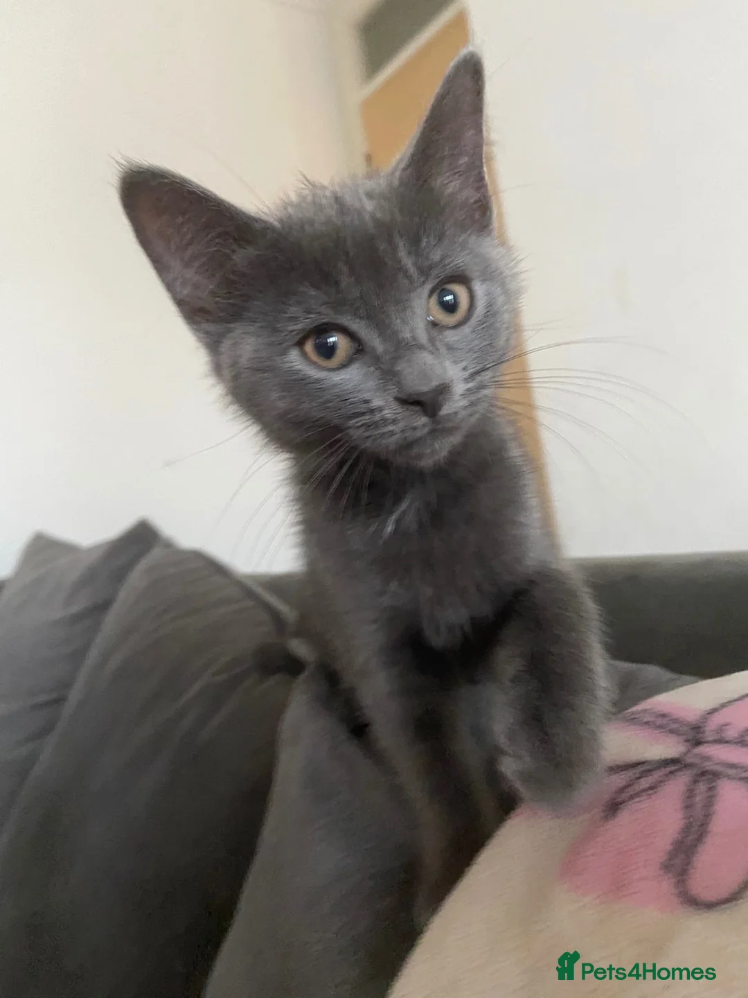 British Shorthair cats for sale: 2 Stunning British Shorthair Blue Kittens - Advert 2