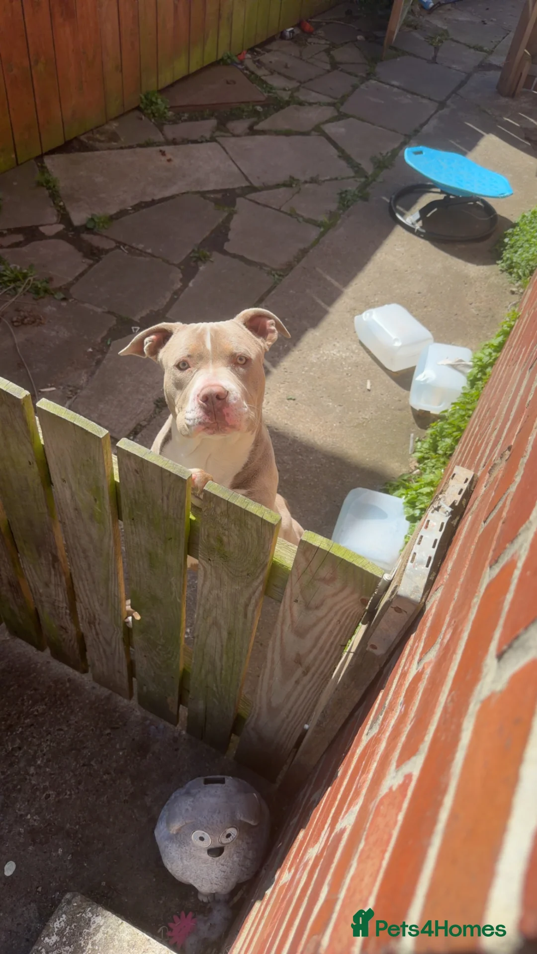 American Bully dogs for sale: Pocket bully  in Newcastle upon Tyne - Advert 4