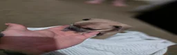 French Bulldog dogs for sale: French bulldog puppies - Advert 5