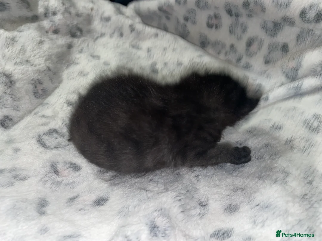 Mixed Breed cats for sale: Beautiful black kitten - Advert 15