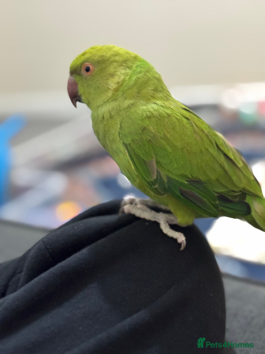 Ringnecks birds for sale: A beautiful Ringneck  - Advert 3