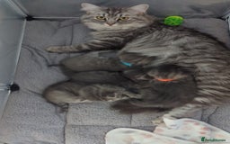 Mixed Breed cats for sale: Beautiful grey silver grey tabby kittens - Image 3