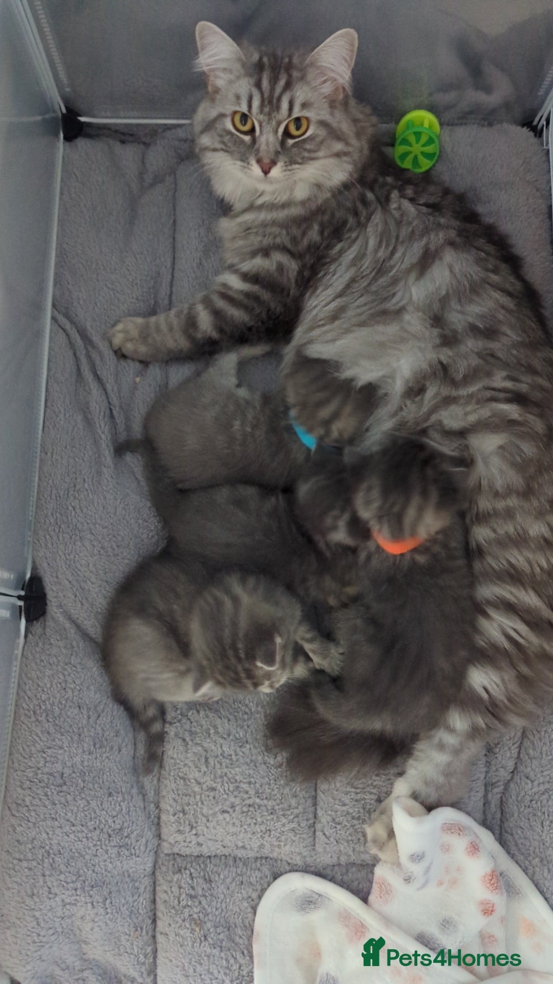 Mixed Breed cats for sale: Beautiful grey silver grey tabby kittens - Image 3