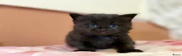 British Longhair cats for sale: Beautiful British long-haired kittens - Advert 8