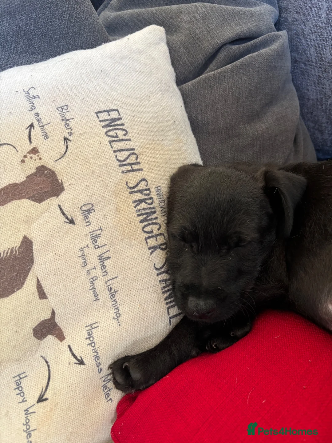 Patterdale Terrier dogs for sale: Patterdale male pup - Advert 3
