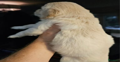 Golden Retriever dogs - Advert 4
