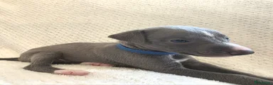 Whippet 8
