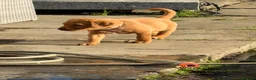 Labrador Retriever dogs for sale: KC Labrador pups for sale (fox red and black) in Shrewsbury - Advert 25