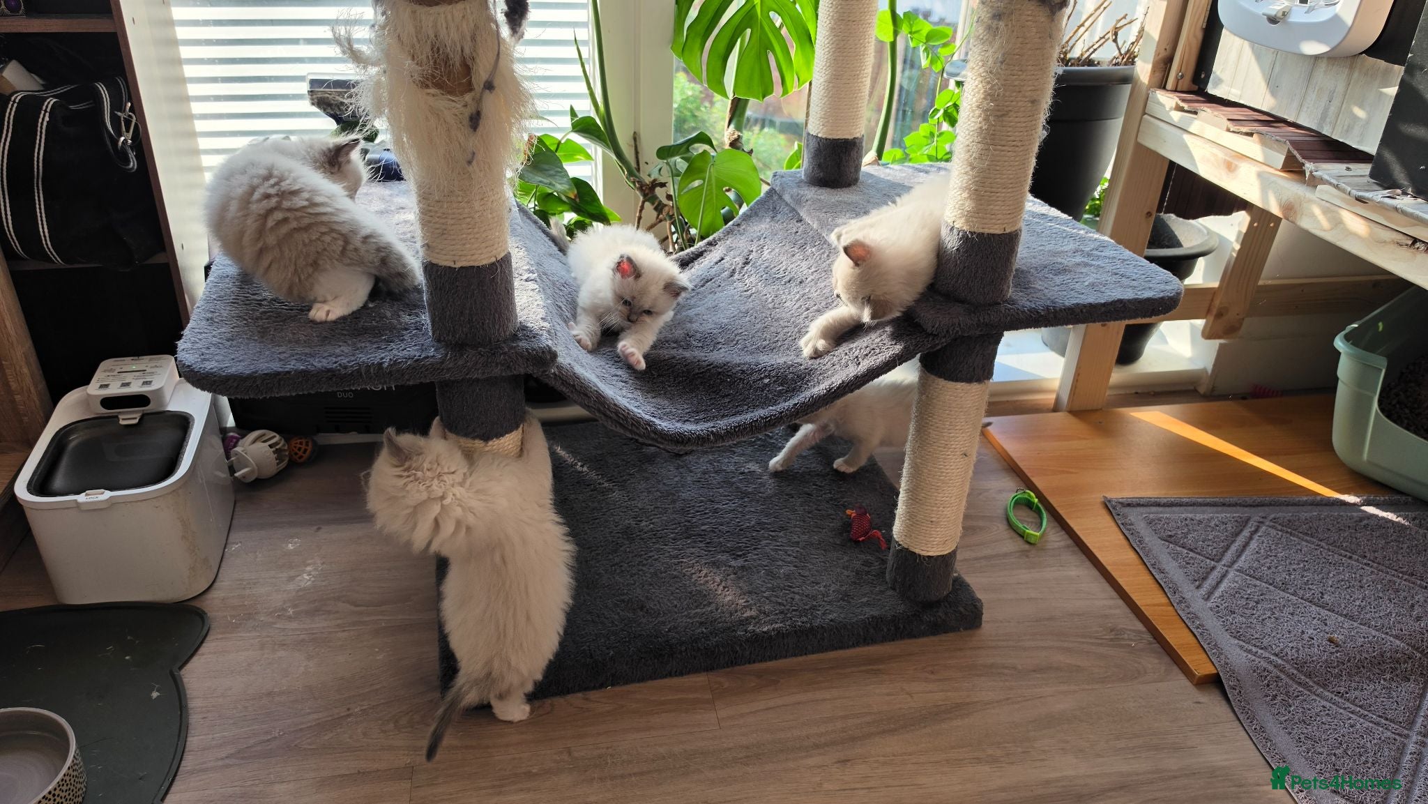 Ragdoll cats 💉🩺 Cute Ragdoll vaccinated & microchipped - Advert 2