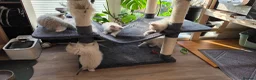 Ragdoll cats for sale: Gorgeous Ragdoll ready to leave 11 July - Advert 5
