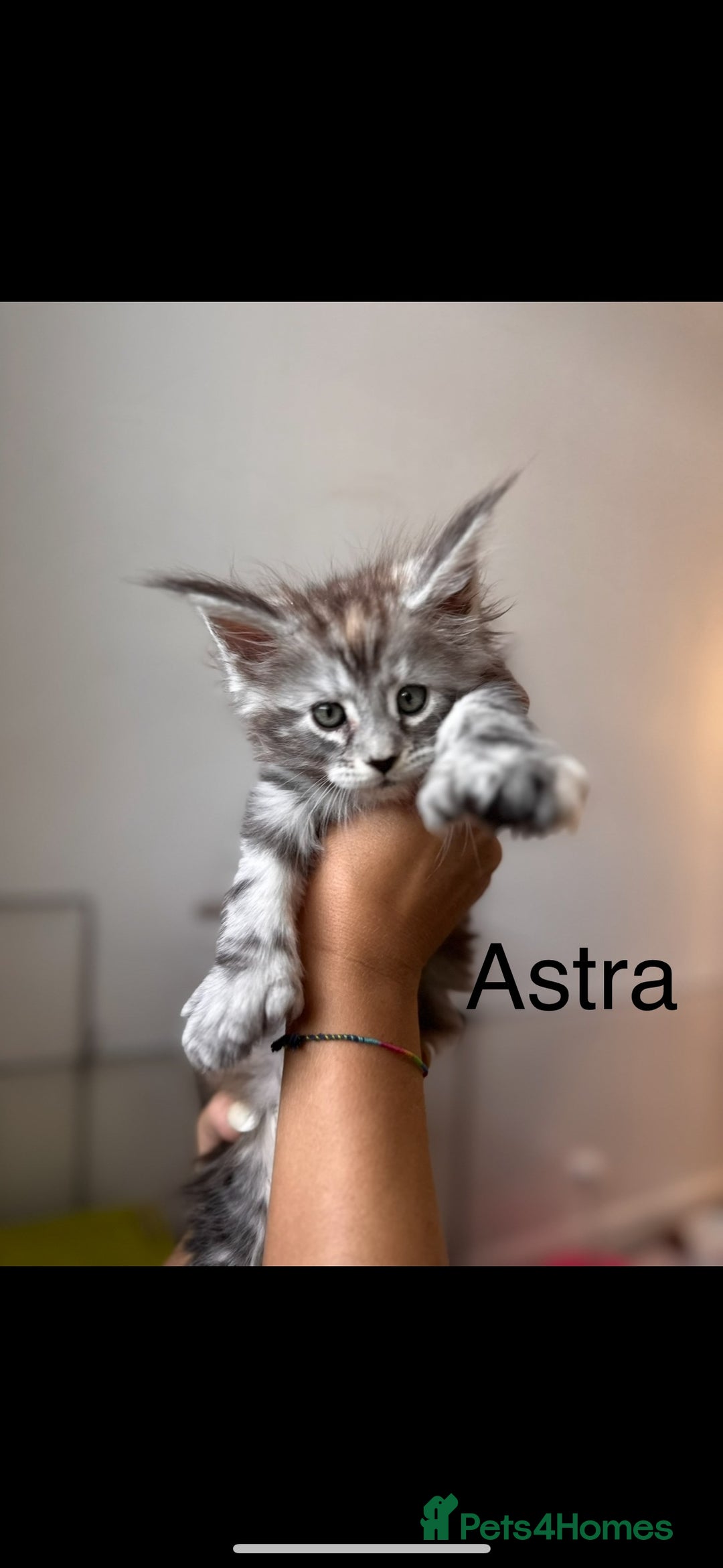 Maine Coon cats for sale: Maine coon polydactyl kittens DNA clear  - Image 6