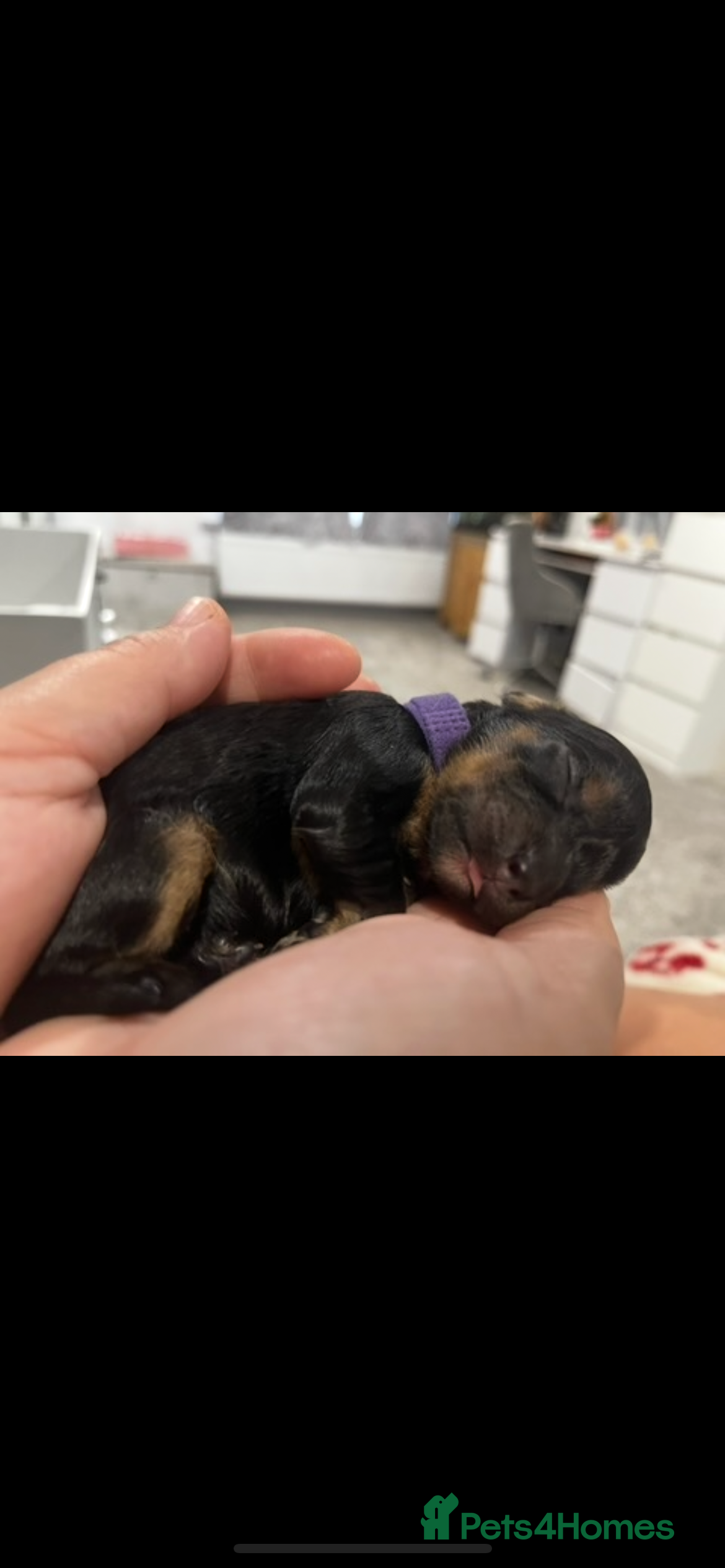 Cavapoo dogs Cavapoo puppies phantom Black and Tan  - Advert 1