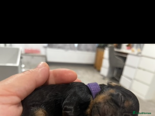 Cavapoo dogs Cavapoo puppies phantom Black and Tan - Advert 1