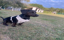Mixed Breed dogs for sale: Meet Charlie  - Image 3