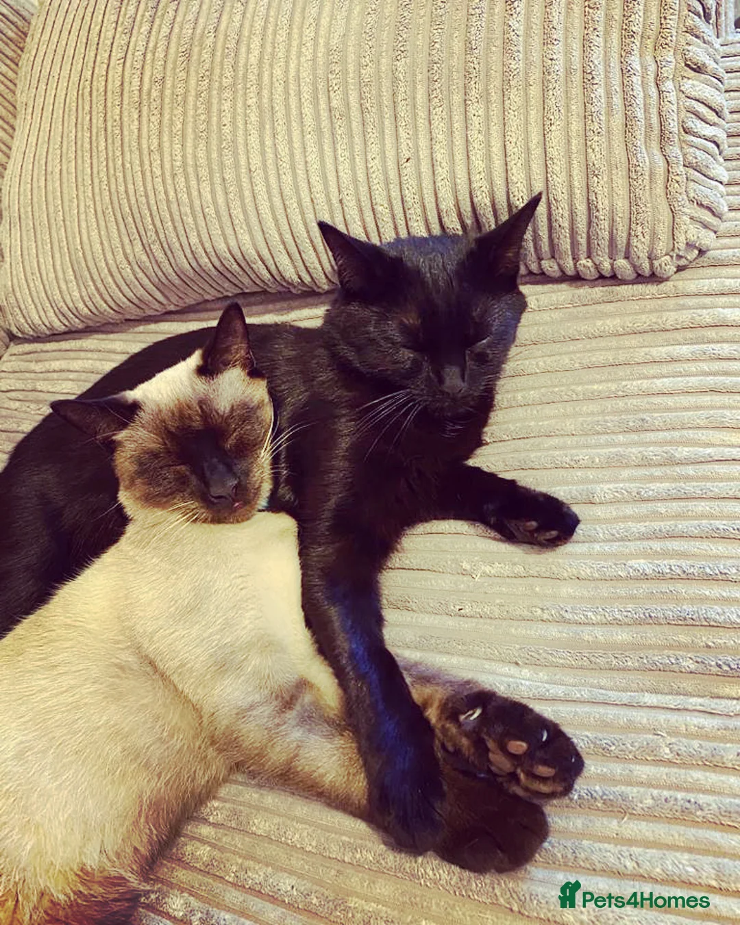 Mixed Breed cats for sale: Dusty and Bella - Advert 1