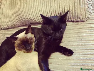 Mixed Breed cats Dusty and Bella - Advert 3