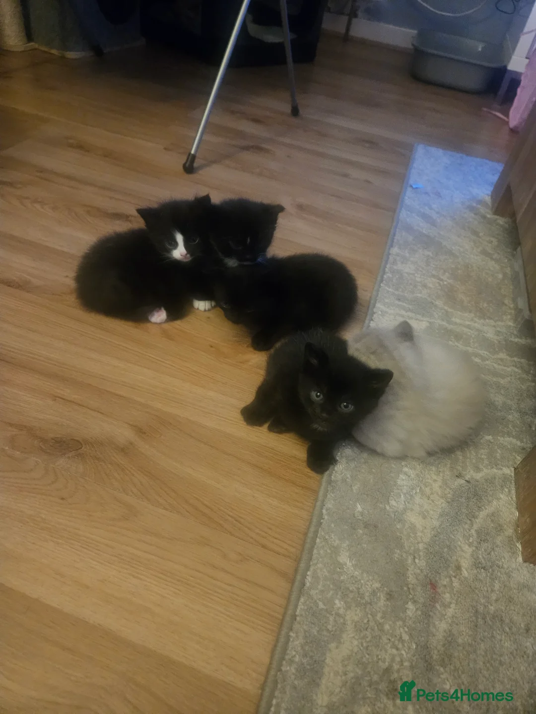 Mixed Breed cats for sale: 5 beautiful kittens available - Advert 12