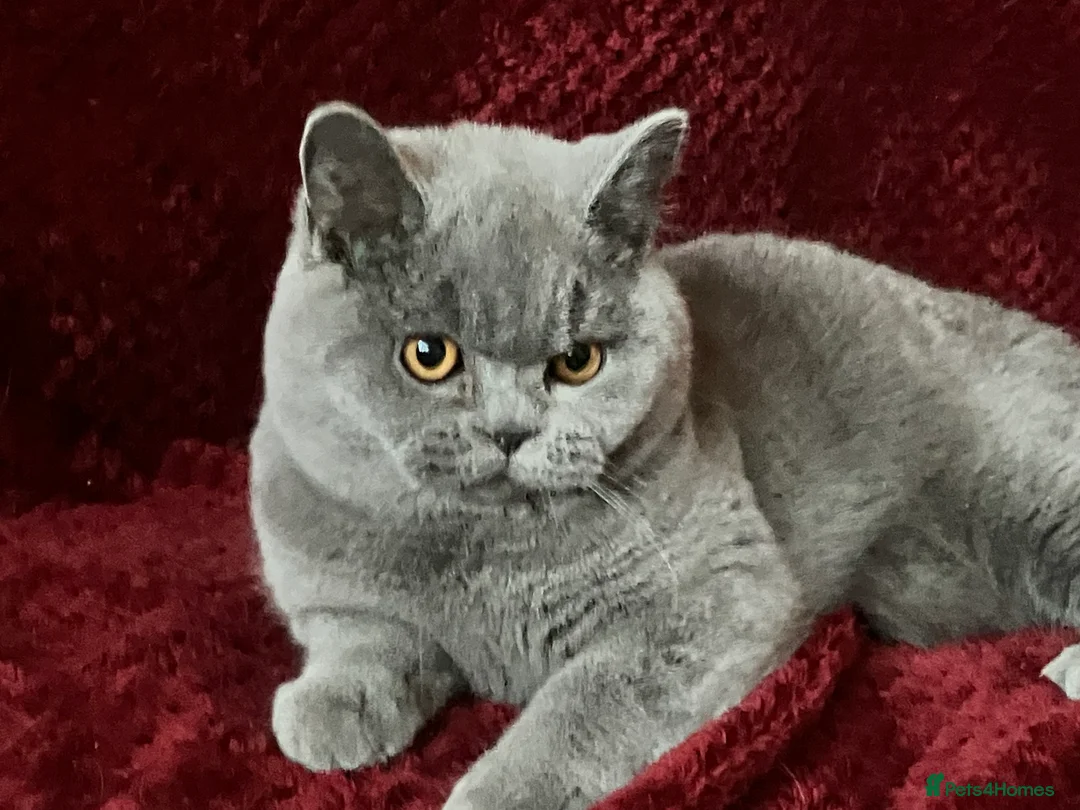 British Shorthair cats for sale: GCCF British Shorthair Boy Stunning Amber Eyes Now - Advert 2