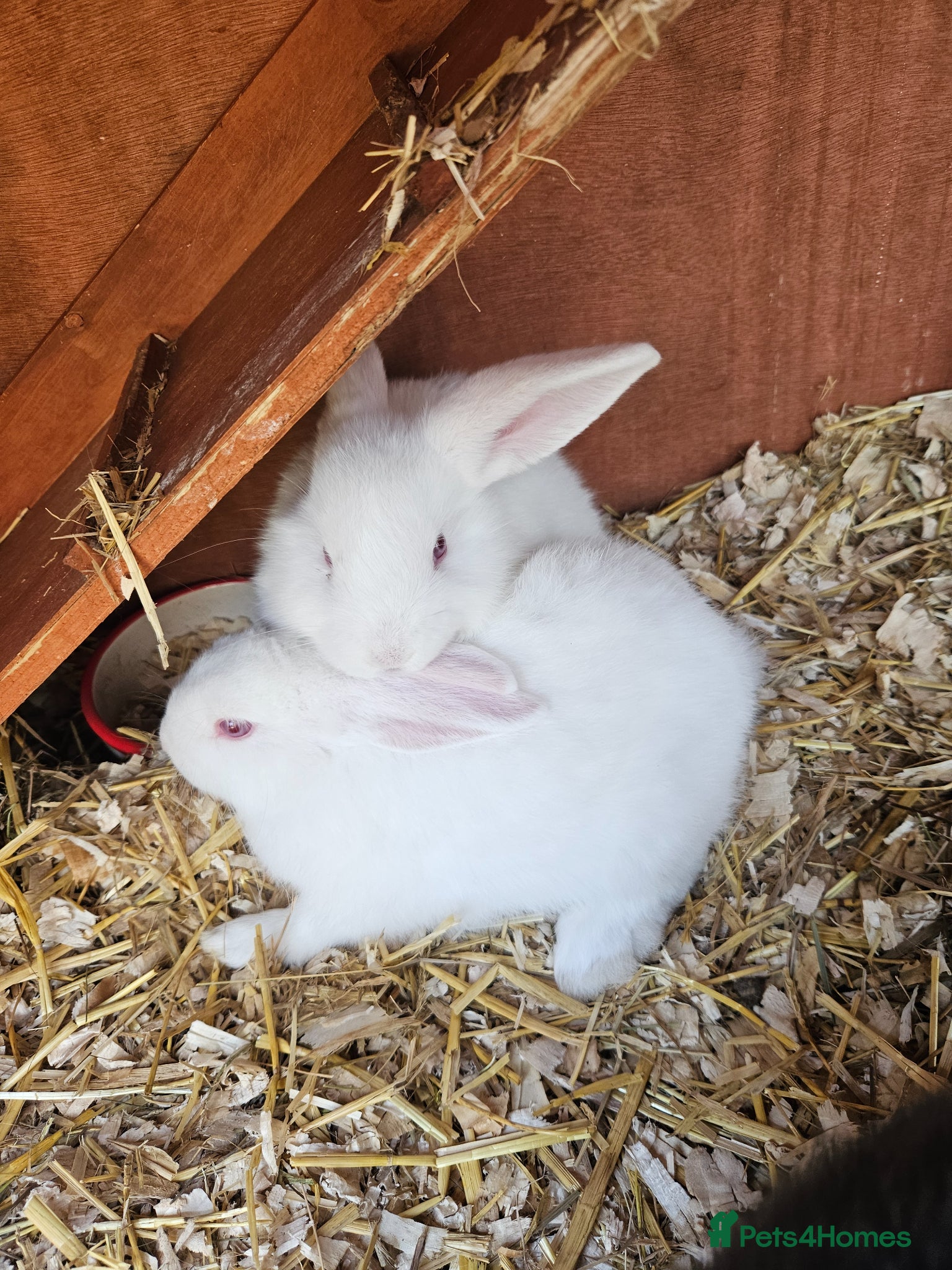 Mini Lop rabbits Mini lops  - Advert 11