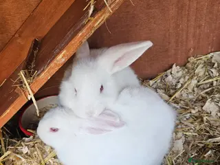 Mini Lop rabbits Mini lops - Advert 11