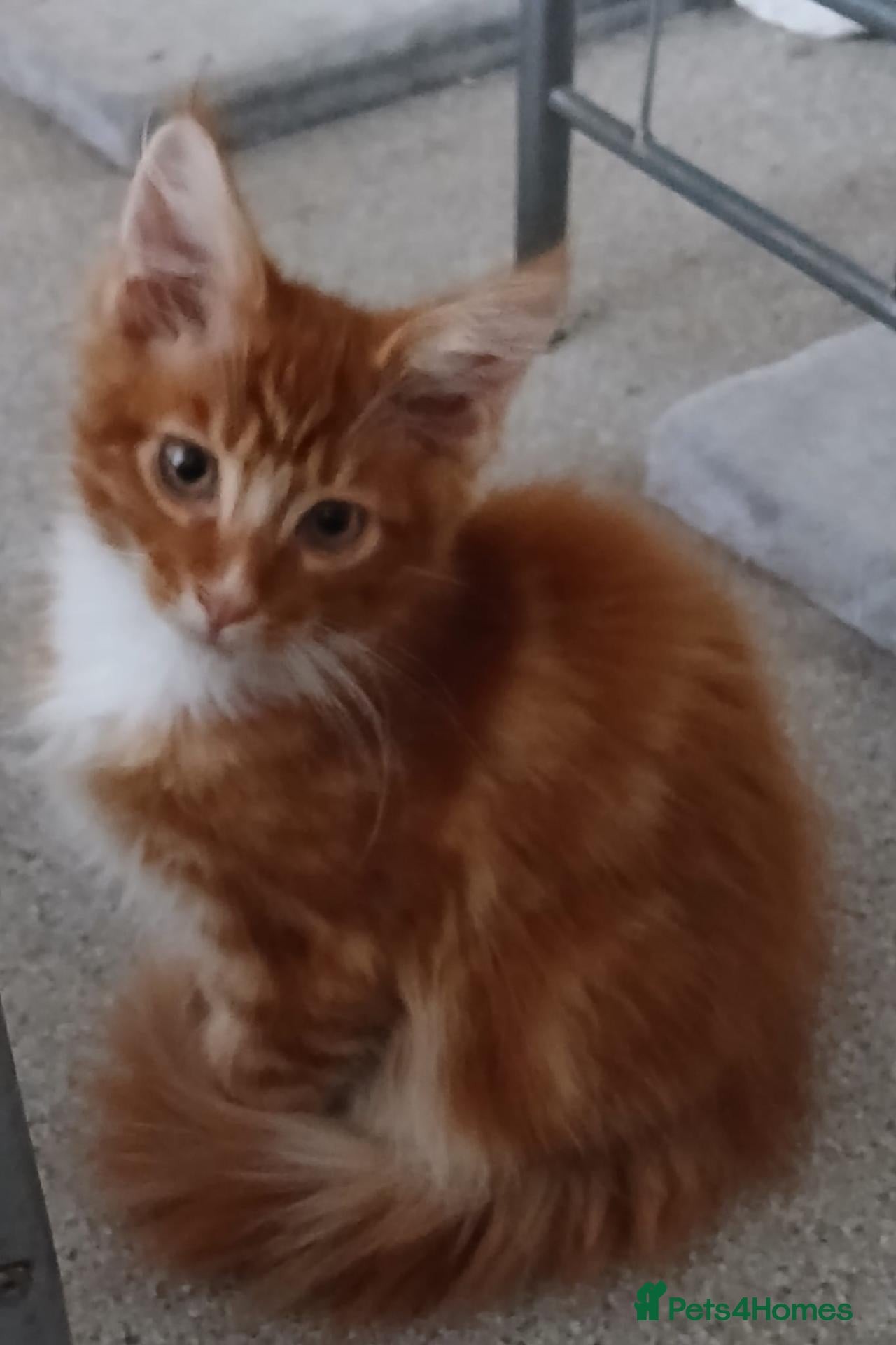 Maine Coon cats Stunning Maine Coon Kittens - Advert 15
