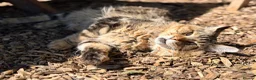 Maine Coon cats for stud: Maine Coon Tulio for stud - Advert 4
