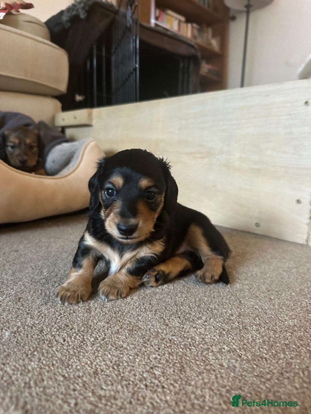 Miniature Dachshund dogs for sale: KC reg Long haired miniature dachshund puppies - Advert 15