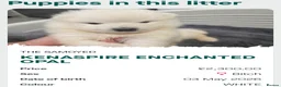 Samoyed dogs for sale: KC registered Pure Bred Samoyed Puppies - Advert 8