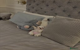 Malshi dogs for sale: Adorable Korean Maltese x Malshi puppies  - Advert 6