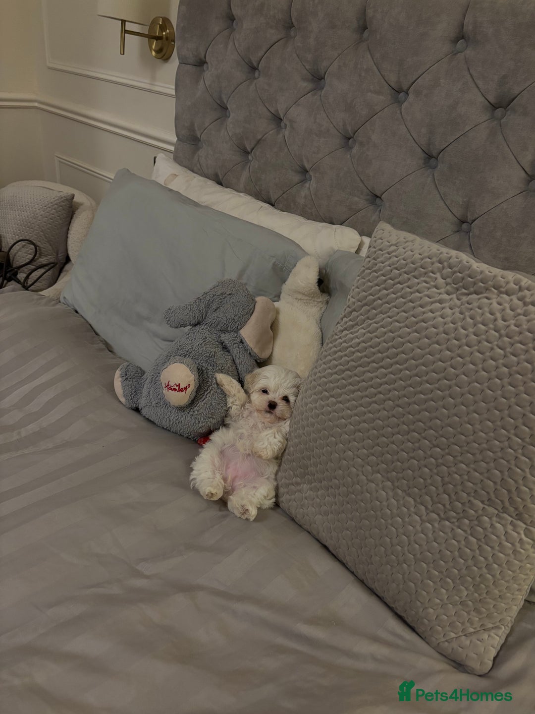 Malshi dogs for sale: Adorable Korean Maltese x Malshi puppies  - Advert 6