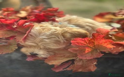 Maltipoo dogs for sale: F1 maltipoo - Image 13