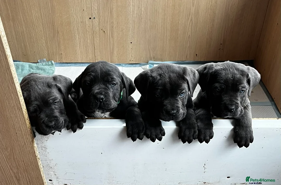Cane Corso dogs for sale: Cane corso  - Advert 6