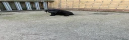 Labrador Retriever dogs for sale: Labrador puppies  - Advert 6