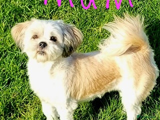 Lhasa Apso dogs for sale - Advert 1