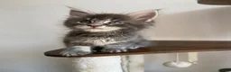 Maine Coon cats for sale: GCCF ACTIVE BLUE SMOKE TABBY MAINE COON BOY  - Advert 5