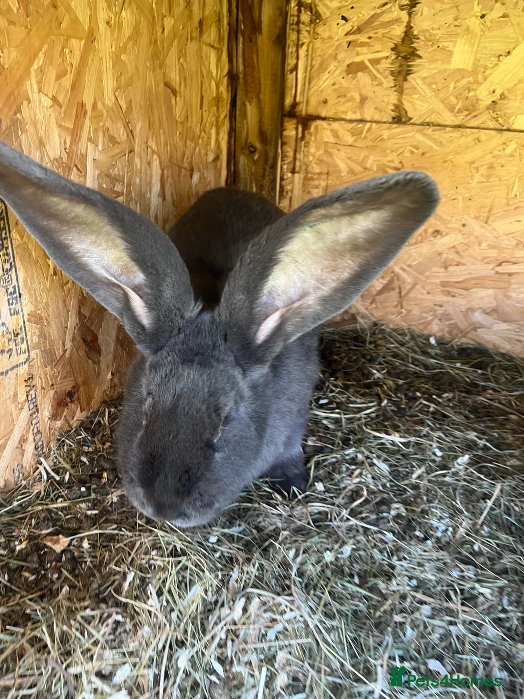 Continental Giant rabbits for sale: Rabbits for sale  - Advert 2
