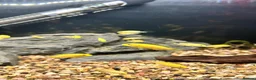 Cichlids fish for sale: Juvenile Yellow Lab Cichlids - Advert 3