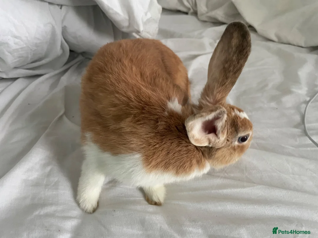 English rabbits for sale: chill bunny  in York - Advert 2