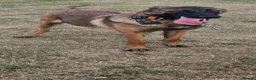 Belgian Shepherd Dog dogs for sale: Kc registered malinois  - Advert 6