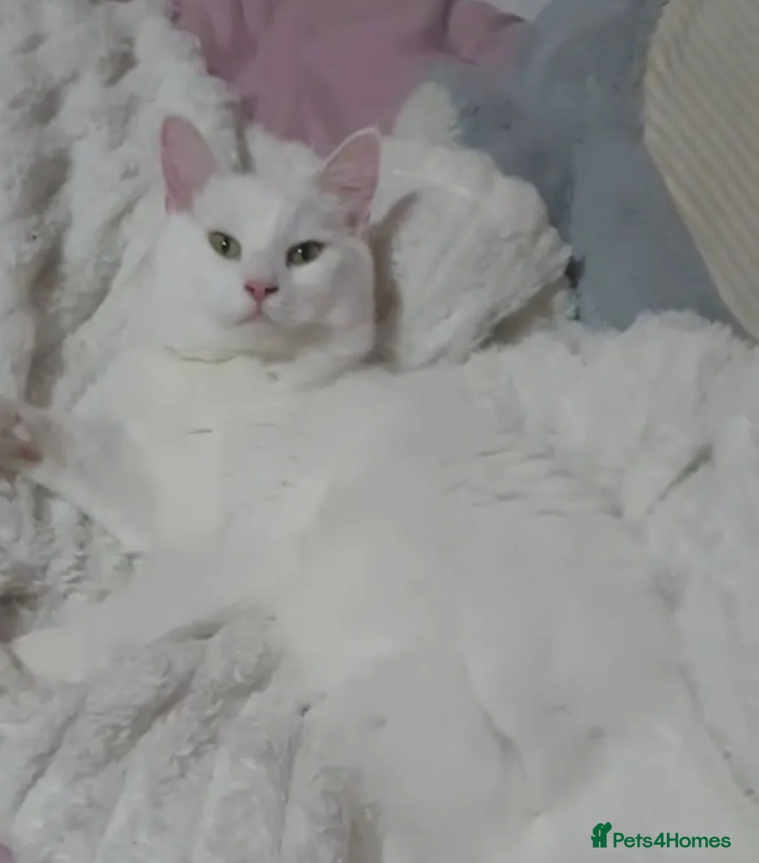 Turkish Angora cats for sale: Turkish angora female - Advert 1